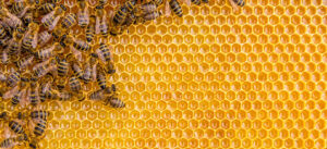 Bees with Honeycomb