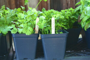 Home Grown Herbs