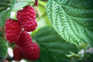 Raspberries with leaf