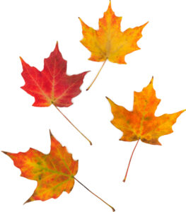Real Maple Leaves
