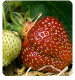 StrawberrySquare