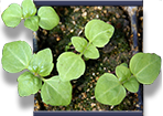 Four-Little-Seedlings