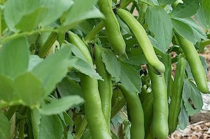 Fava Beans growing on a plant in the field