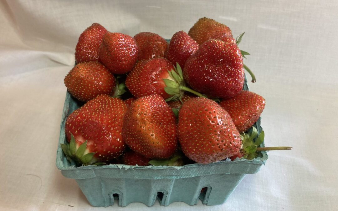 The Best Way to Store Your Freshly Picked Strawberries.
